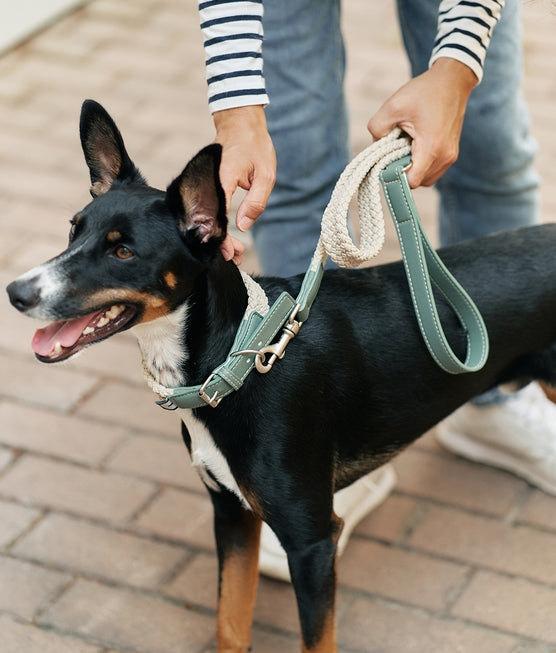 Green Vegan Leather Dog Collar